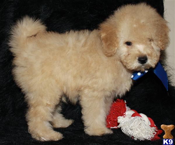 goldendoodle mini puppies. F1B Mini Goldendoodles~Red,