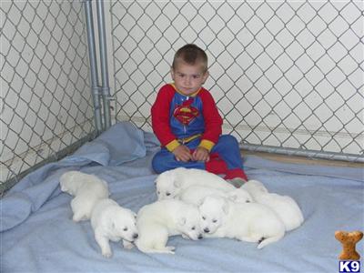 AKC Ch Grt Grd Sired White German Shepherd Puppies