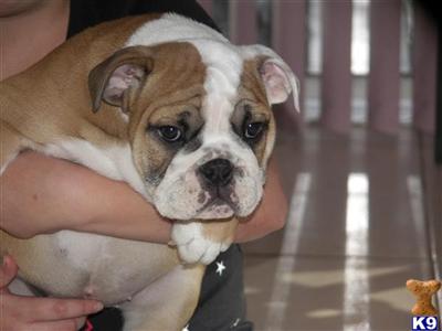 English Bulldog AKC Female