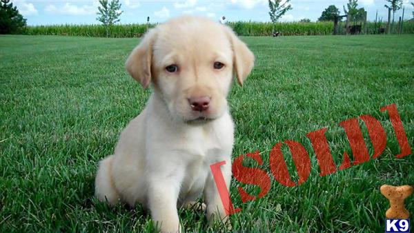 AKC Purebred Yellow Male available 8weeks old