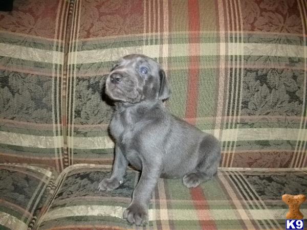Blue Female