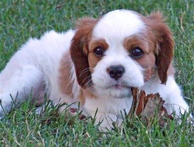 Tri and Blenheim puppies for sale