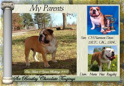 CH Harrison Deviss Chocolate Tinginys aka Bentley