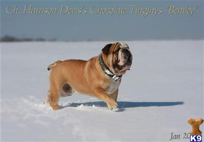 CH Harrison Deviss Chocolate Tinginys aka Bentley