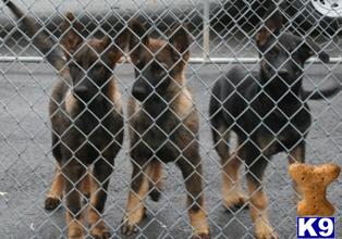 Czech German Shepherds