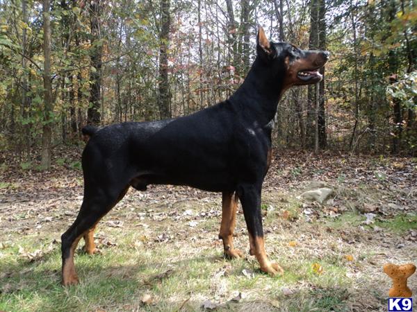 The Finest European Dobermans