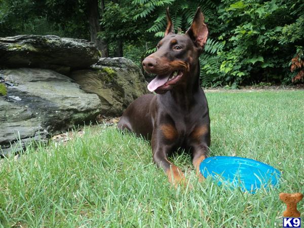 European Dobermans