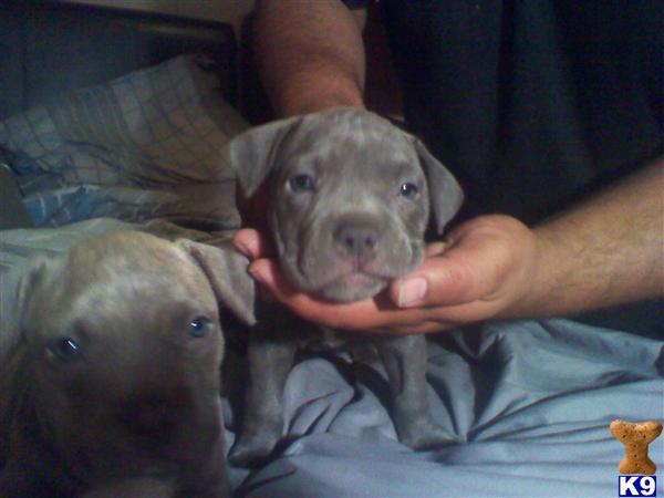 UKC Blue PitBull Bullies in SAN ANTONIO UKC Blue PitBull Bullies in SAN ANTONIO