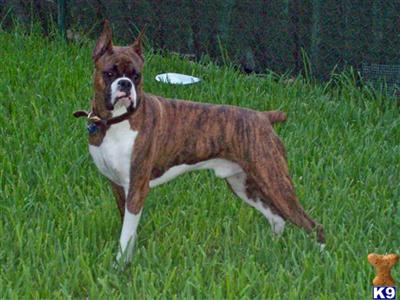 Diesel