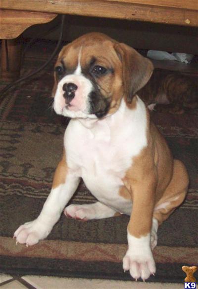 Beautiful Boxer Babies