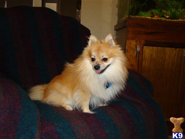 MK Koda Bear