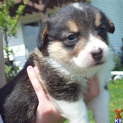 Elvis-Boy-Sold