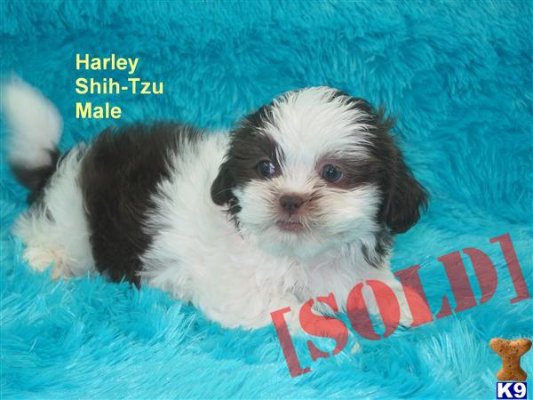 shih tzu puppies for sale in tx document moved shih tzu puppies for sale in tx document moved