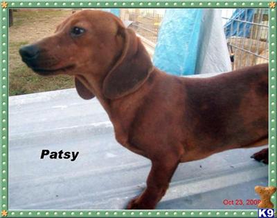 Dapple Dachshund Female