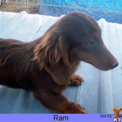 Long haired chocolate and tan.  UABR Dachshund