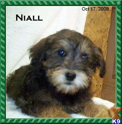 2 pretty schnoodle puppies