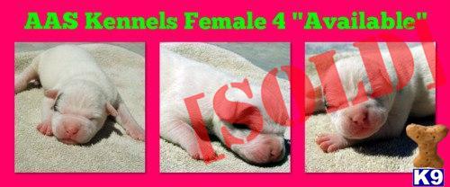 Only 1 Pup Still Available