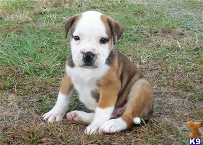 Registered American Bulldog Puppy/f6