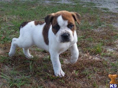 Registered American Bulldog Puppy/f5