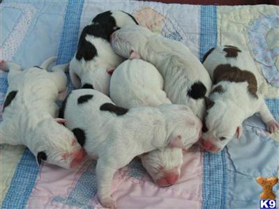 Registered American Bulldog Puppies Are Here