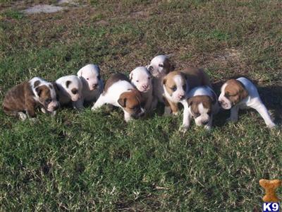 Puppies Are Here