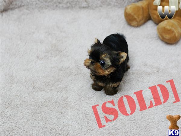 teacup yorkie for sale in riverside ca document moved teacup yorkie for sale in riverside ca document moved