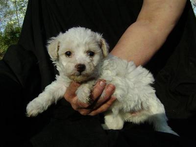 parti maltipoo 