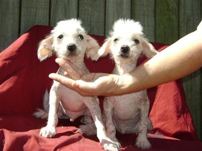 chinese crest hairless