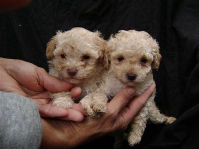 apricot poodles