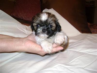 imperial shih-tzu