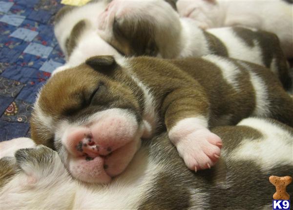 AKC CHAMPION BLOODLINES BULLDOG PUPPIES