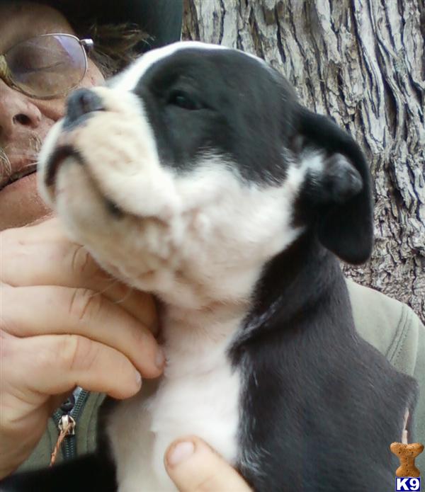 bullystork has arrived... VERY BULLY AMERICAN BULL DOG migomoose@gmail.com