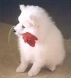 Standard dual registr. American Eskimo pups