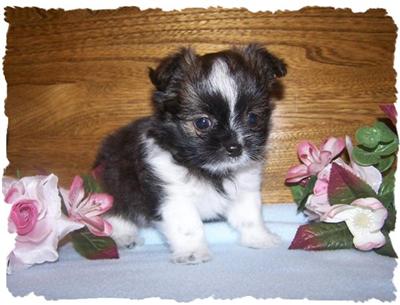 RARE  BREED  Mi-KI  PUPPIES  FOR  SALE 