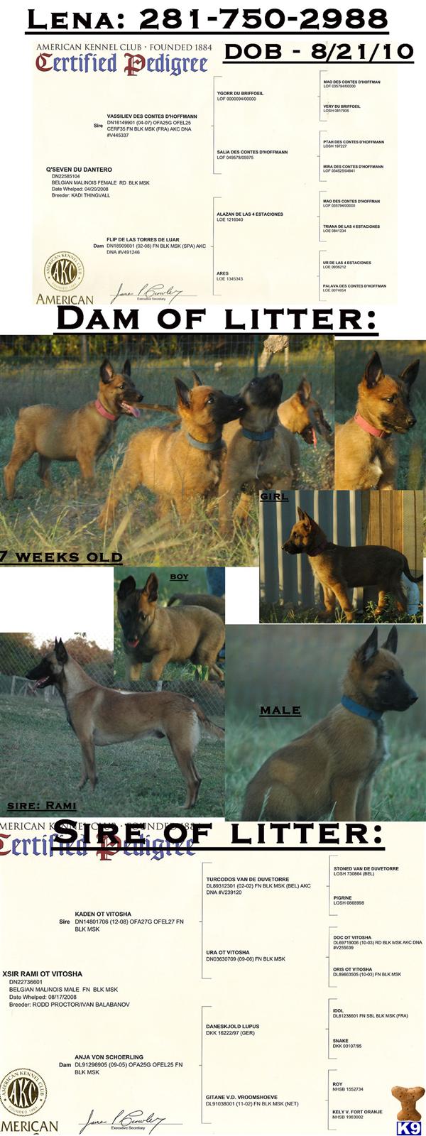 Belgian Malinois