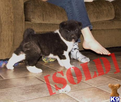 akita puppies for sale in va document moved akita puppies for sale in va document moved