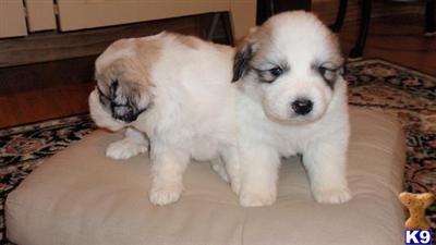 AKC Great Pyrenees
