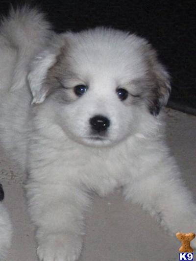 AKC Registered Great Pyrenees Puppies