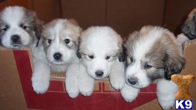 AKC Great Pyrenees