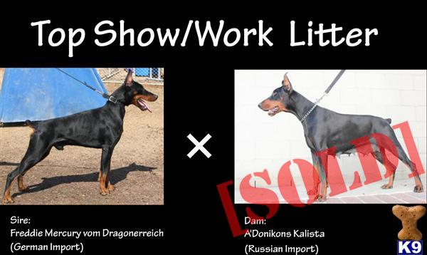 Top Show/Work Litter 