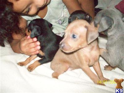 AKC Black  and tan female 