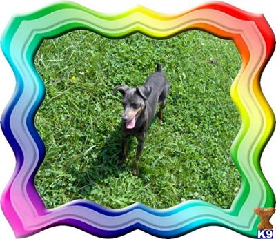 AKC BlueTan Female Miniature Pinscher READY TO GO Perfect Family Pet or Addition to Breeding Program