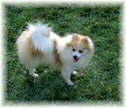 AKC / DNA Certified / Microchipped Maverick Orange Sable Parti Male Pomeranian