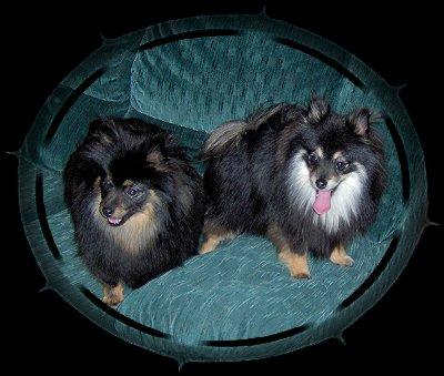 AKC Young Adult BlackTan Female Pomeranians