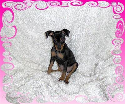 AKC BlackRust Miniature Pinscher Female Puppy Rainbow Background $650 PAYPAL ACCEPTED