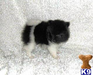 AKC BlackWhite Parti Male Pomeranian Puppy  PayPal Accepted  Christmas Hold Available