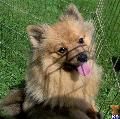 Blue Eyed Red Sable Merle Female Pomeranian Young Adult.  Never Bred  Very Nice