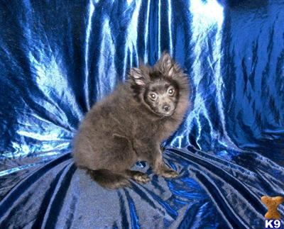 AKC #1 Blue Male Pomeranian Puppy  PayPal Accepted if Needed 