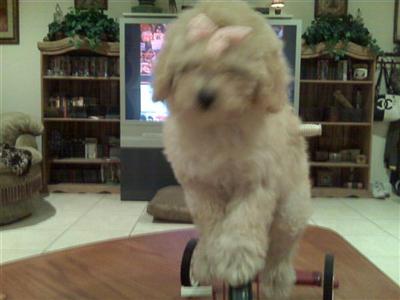 Apricot Female Toy Poodle