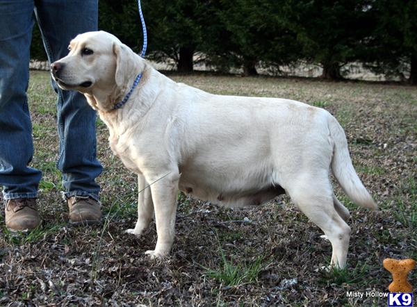 lab puppies for sale in sc document moved lab puppies for sale in sc document moved